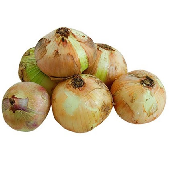 Ceba semi seca babosa
