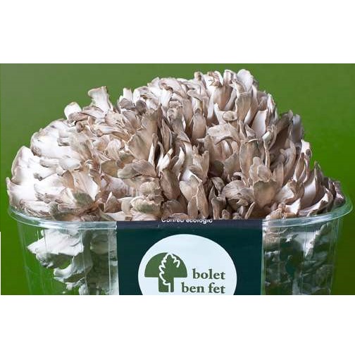 Bolet Maitake "Girgola de castanyer"