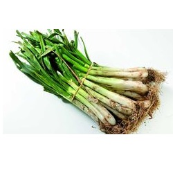Cal&ccedil;ots manat 25u