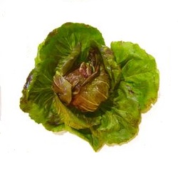 Radicchio (Xicoira)