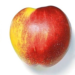 Nectarina Groga