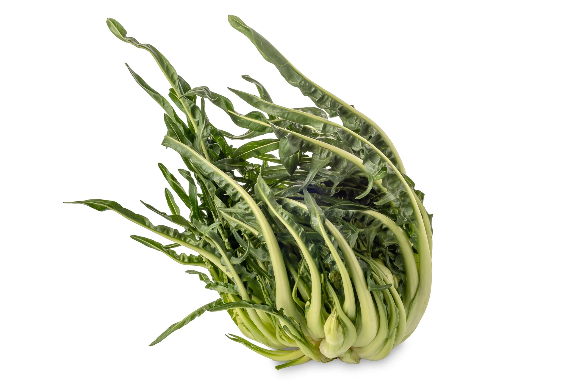Puntarelle
